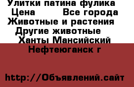 Улитки патина фулика › Цена ­ 10 - Все города Животные и растения » Другие животные   . Ханты-Мансийский,Нефтеюганск г.